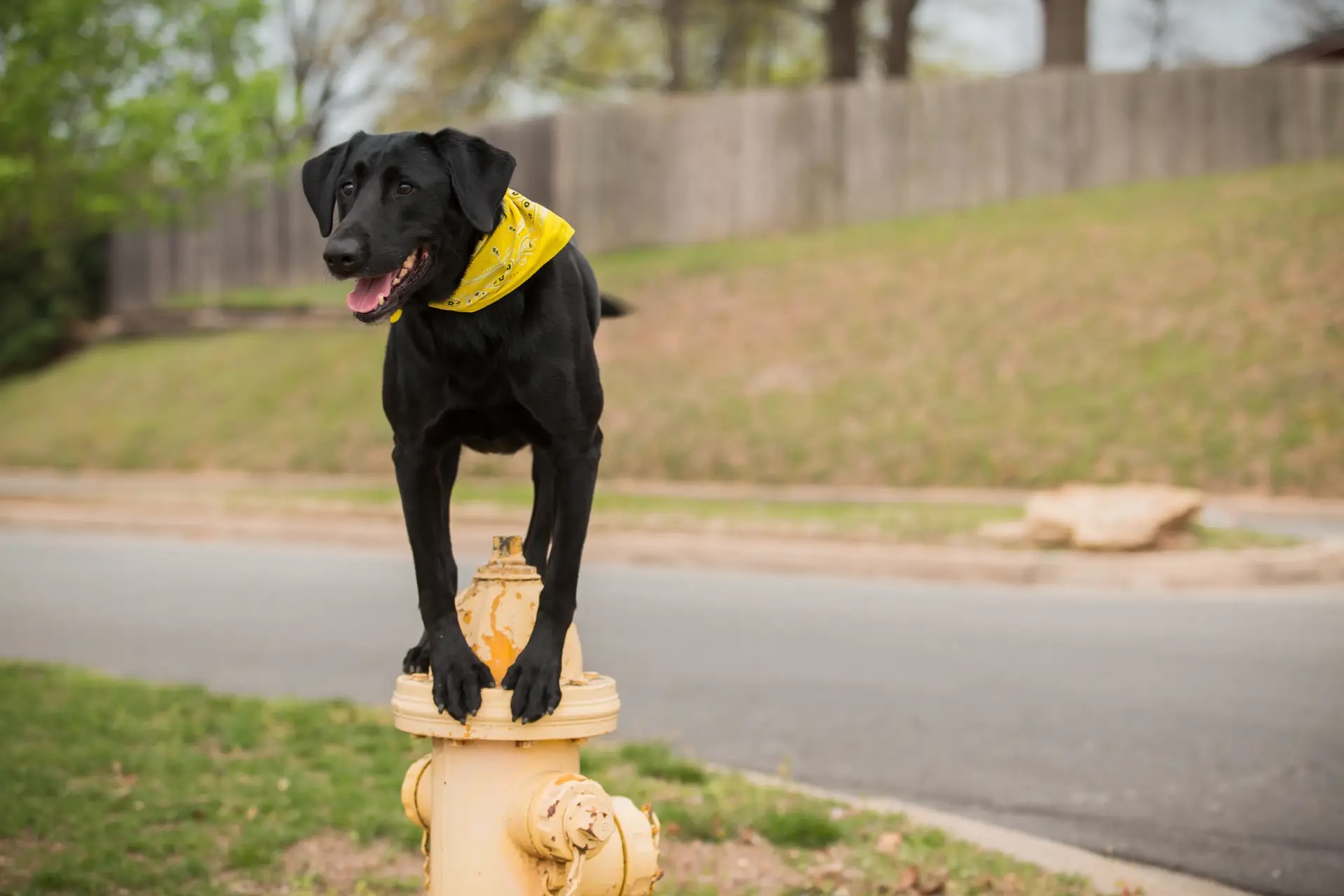Trained black lab standing on a fire hydrant wearing a Tip Top K9 bandana in Arkansas